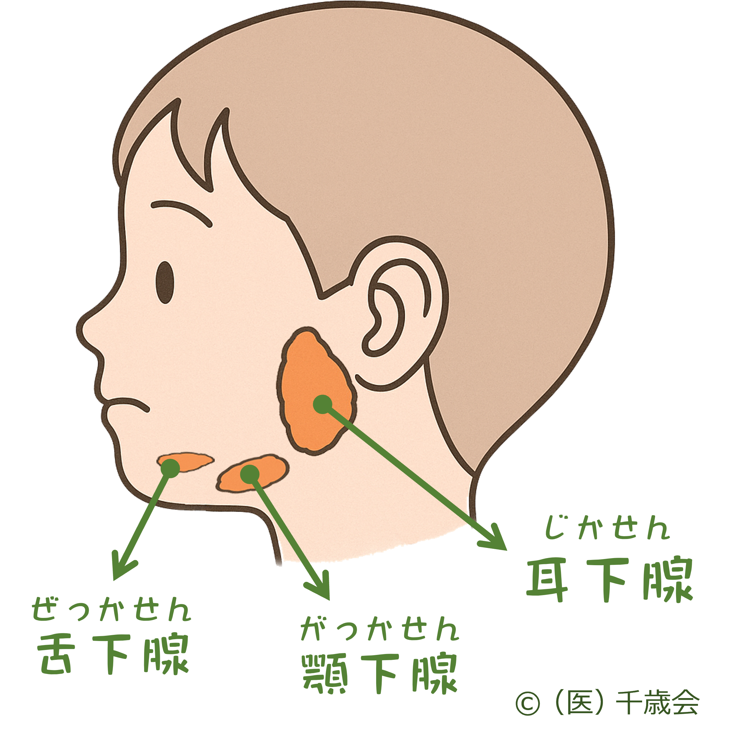 耳下腺、顎下腺、舌下腺の部位